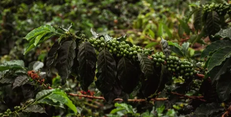 Eje Cafetero